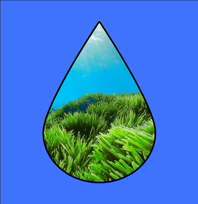 The "Carbon-Eating" Sea — the Potential of Blue Carbon