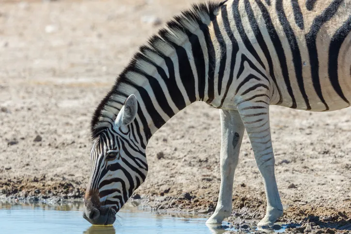 Zebras Are Disappearing? International Zebra Day, January 31